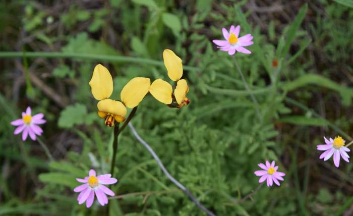 Diuris - Orchid-donkey-Caron-Dam-Sep-2018p0001.JPG